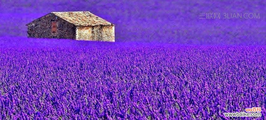 揭秘薰衣草花语的世界及其神秘的起源 薰衣草