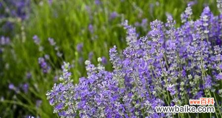 薰衣草花语及其传递的15个美丽寓意 薰衣草花语大全及寓意——清新雅致的花海中流淌着心灵的诗篇