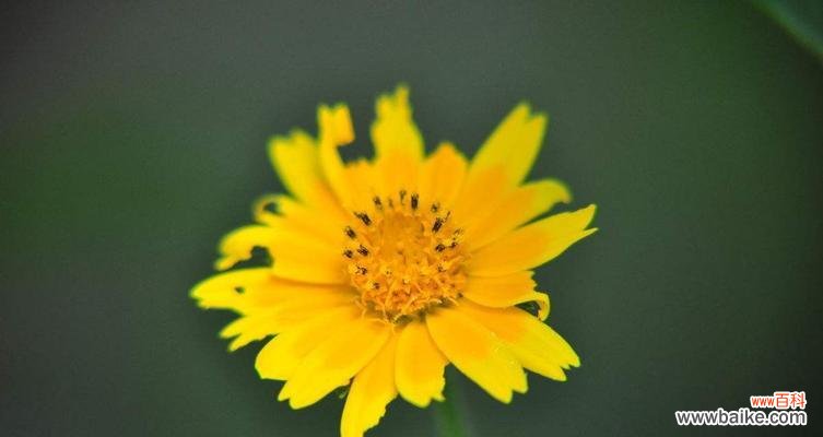 一探究竟 揭秘雪球花花语的神秘面纱