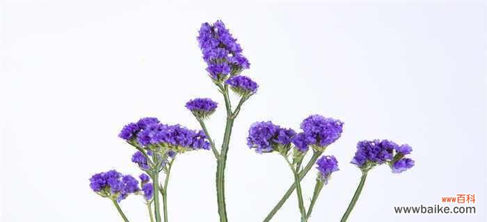 一探究竟 揭秘雪球花花语的神秘面纱