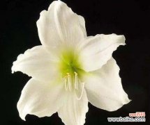 雪莲花的花语及其美丽绽放 雪莲花