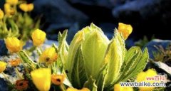 纯洁与坚强的象征 雪莲花的花语