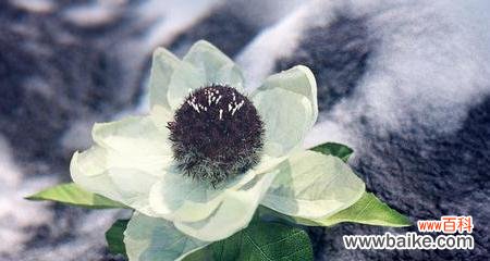 纯洁与坚强的象征 雪莲花的花语