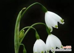 寒冬中的美丽寓言——雪滴花的花语与神话 雪滴花花语与传说