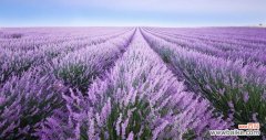展现自我 熏衣草的美丽寓意与象征