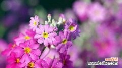 揭示熏衣草的花语及其象征意义 熏衣草的花语