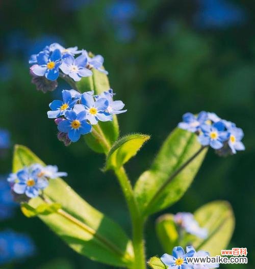 揭示熏衣草的花语及其象征意义 熏衣草的花语