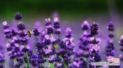 探索熏衣草的花语 熏衣草的花语与其美妙的象征意义