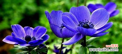 沉静 熏衣草花语与寓意