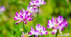 沉静 熏衣草花语与寓意