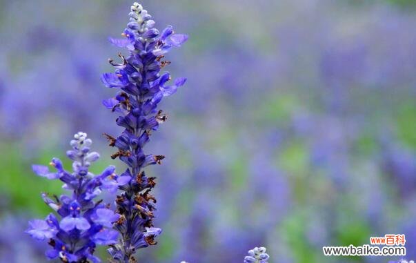 从花语到心灵抚慰的奇妙之旅 薰衣草的象征意义与寓意