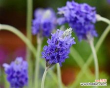 从花语到心灵抚慰的奇妙之旅 薰衣草的象征意义与寓意