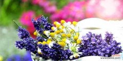 揭示熏衣草花语的隐含寓意和象征意义 熏衣草的花语与意义