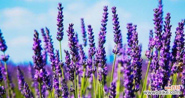 探寻薰衣草花朵所传递的情感与心意 薰衣草的花语与意义