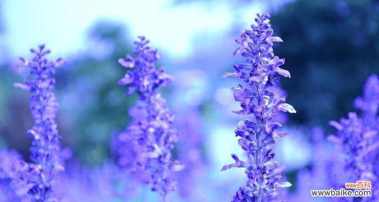 借助薰衣草 薰衣草
