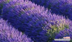 借助薰衣草 薰衣草