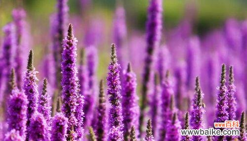 神秘花卉的奇幻世界 薰衣草的寓意与传说