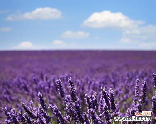 神秘花卉的奇幻世界 薰衣草的寓意与传说