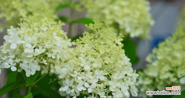 以玫瑰花为例 《思念如花开，以何花为语》