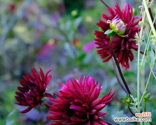 以玫瑰花为例 《思念如花开，以何花为语》