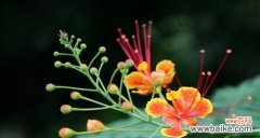 用花语表达思念之情 念念不忘，花语传情