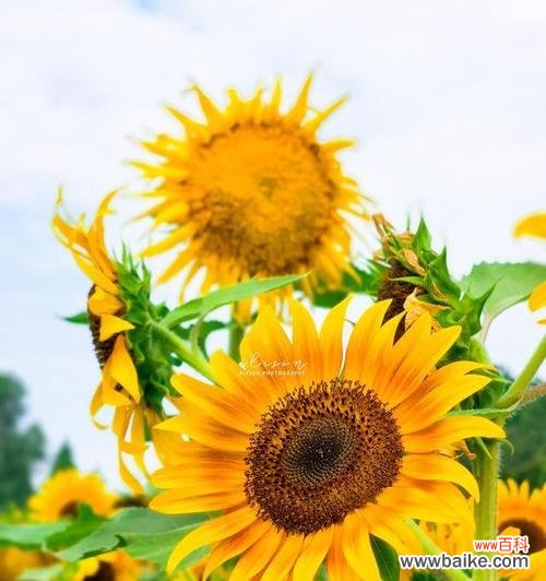 以向日葵为主题的花语传递人生哲理 阳光花语——向阳而生