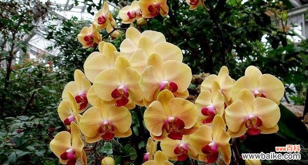 牵牛花传递的美好寓意和心愿的实现 以牵牛花的花语“心想事成”为主题的文章