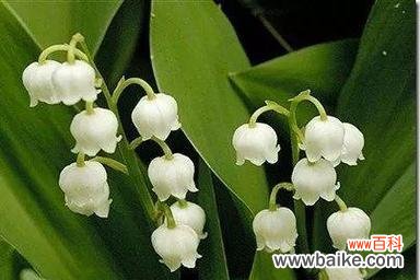 牵牛花传递的美好寓意和心愿的实现 以牵牛花的花语“心想事成”为主题的文章