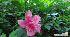 白玫瑰的花语与信仰的力量 信仰之花