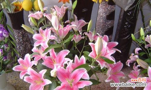 如何通过向日葵传达幸福的花语 幸福花语——以向日葵为主题的文章