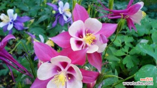 蓓蕾花语中的羞涩之美 羞涩花语——以蓓蕾花为主题的花语探索