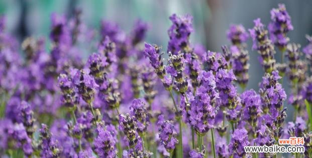 传递浪漫与宁静的香气 薰衣草