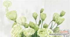 揭秘洋桔梗的神秘语言 洋桔梗的花语和意义