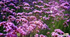 揭秘薰衣草花语 薰衣草花语与寓意