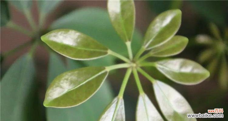 探寻鸭脚木的文化内涵 鸭脚木的寓意与养护方法