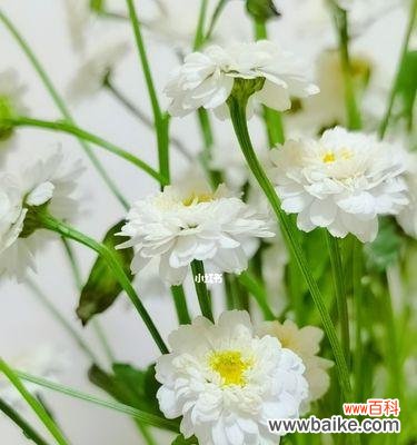 洋甘菊花语传达的柔和与坚韧 洋甘菊花语与寓意