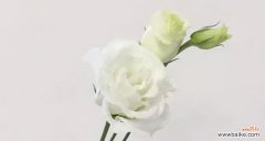 洋桔梗的花语意味着什么 洋桔梗花语与寓意