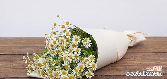 探寻洋甘菊传递的情感与愿望 洋甘菊花语的深意