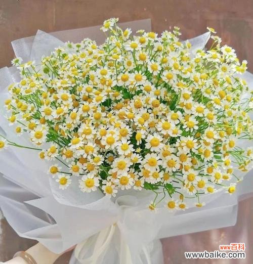 探寻洋甘菊传递的情感与愿望 洋甘菊花语的深意