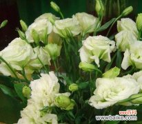 洋桔梗花语的深层含义与生动表达 洋桔梗花语之美