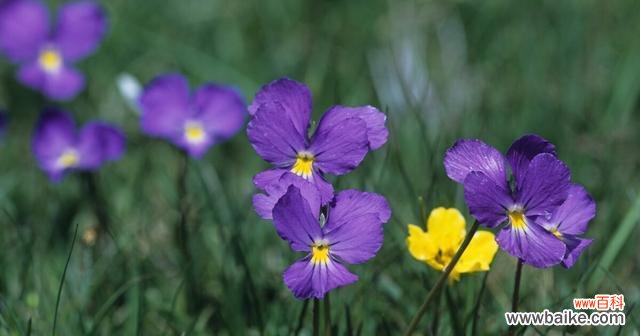 探寻玫瑰花所表达的遗憾情感 遗憾的花语
