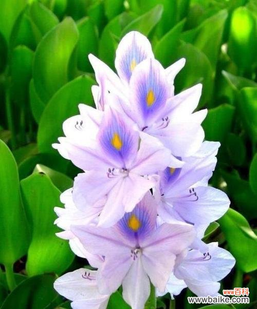 用花语表达深深的爱意 花语中的一见钟情