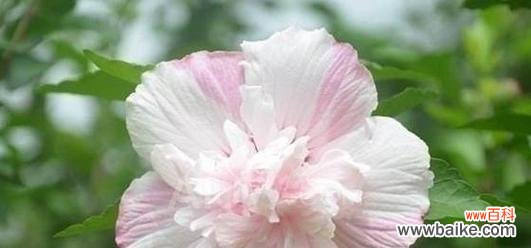 忘记烦恼 遗忘的花语——以忘忧草为主题的文章