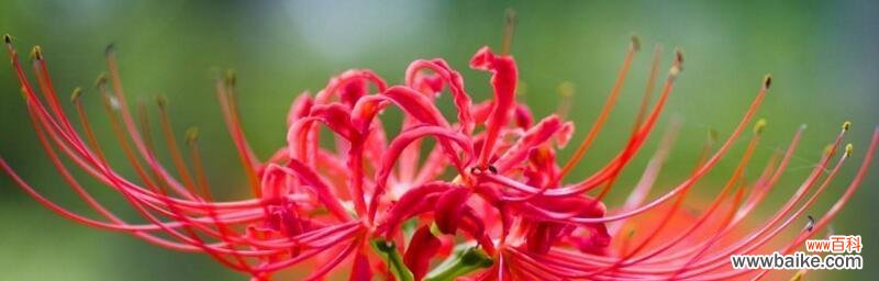 以罂粟花的花语为主题的文章 永不放弃——坚毅之花开