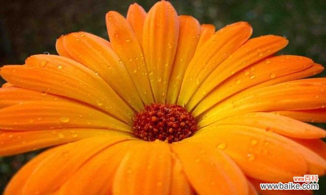 以罂粟花的花语为主题的文章 永不放弃——坚毅之花开