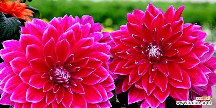 百合花语揭示的永恒守护的意义与价值 永恒的守护——以百合花的花语为主题