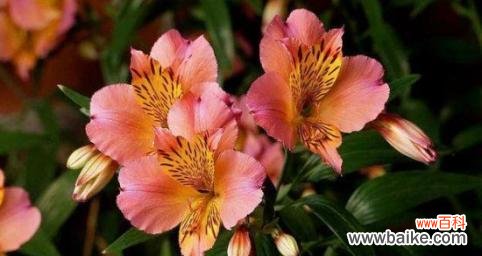 康乃馨花语揭示了永恒友谊的真谛 永恒友谊之花——康乃馨