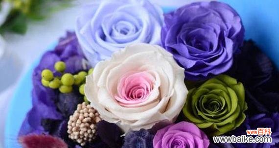 探寻永生之花与人类共同的情感共鸣 永生花语揭示生命的奥秘