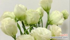 探寻永生之花与人类共同的情感共鸣 永生花语揭示生命的奥秘