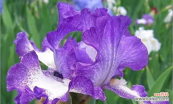 永远的承诺与纯洁之花语 以百合花的花语为主题的文章